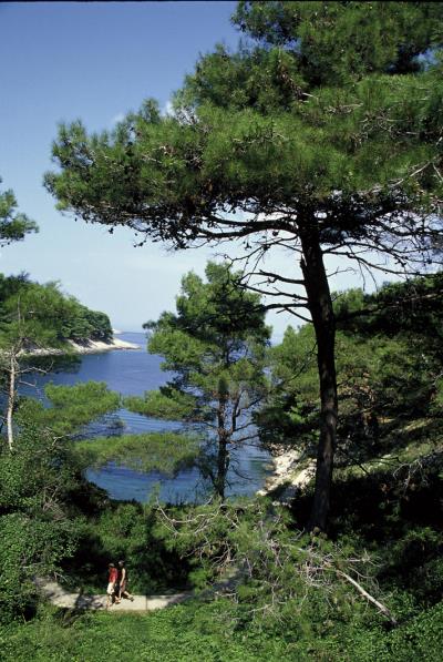 Badebucht Insel Losinj in Kroatien mit vorbeiführenden Wanderweg und Pinien