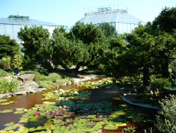 der Botanische Garten