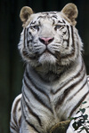der weise Tiger im Zoo von Liberec