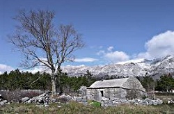 Sie sehen auf dem Bild Blumen zwischen den Steinen im Velebit Gebirge in Paklenica in Kroatien