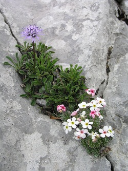 Sie sehen Blumen in einer Felsspalte in Paklenica in Kroatien