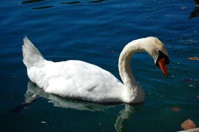 Bled in Slowenien, See mit Schwan