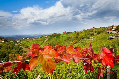 Dolenjska Temenica Tal weinrebe, Slowenien