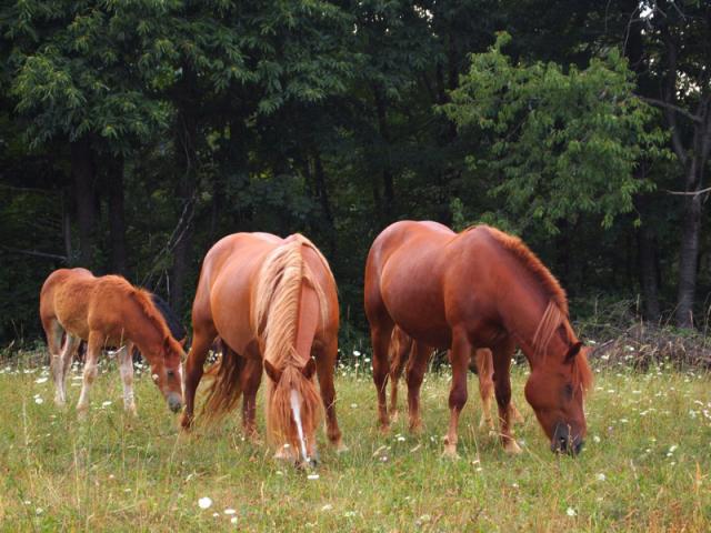 statek Turistična kmetija Pecel, Semic, Jugovzhodna Slovenija Semic Slovinsko