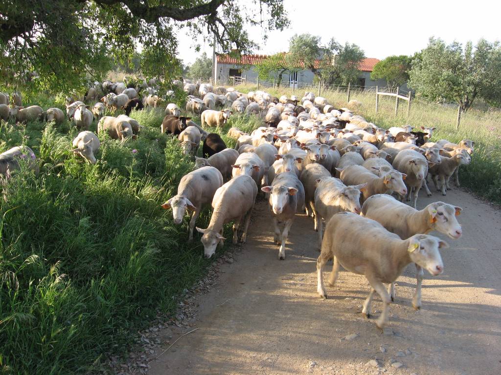 Santa Margarida da Serra