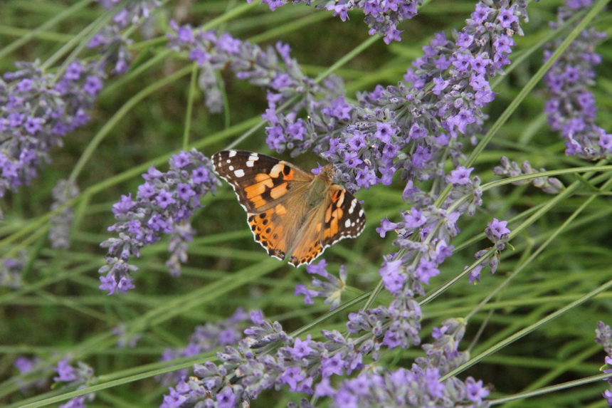 Kuß im Garten Lavendel