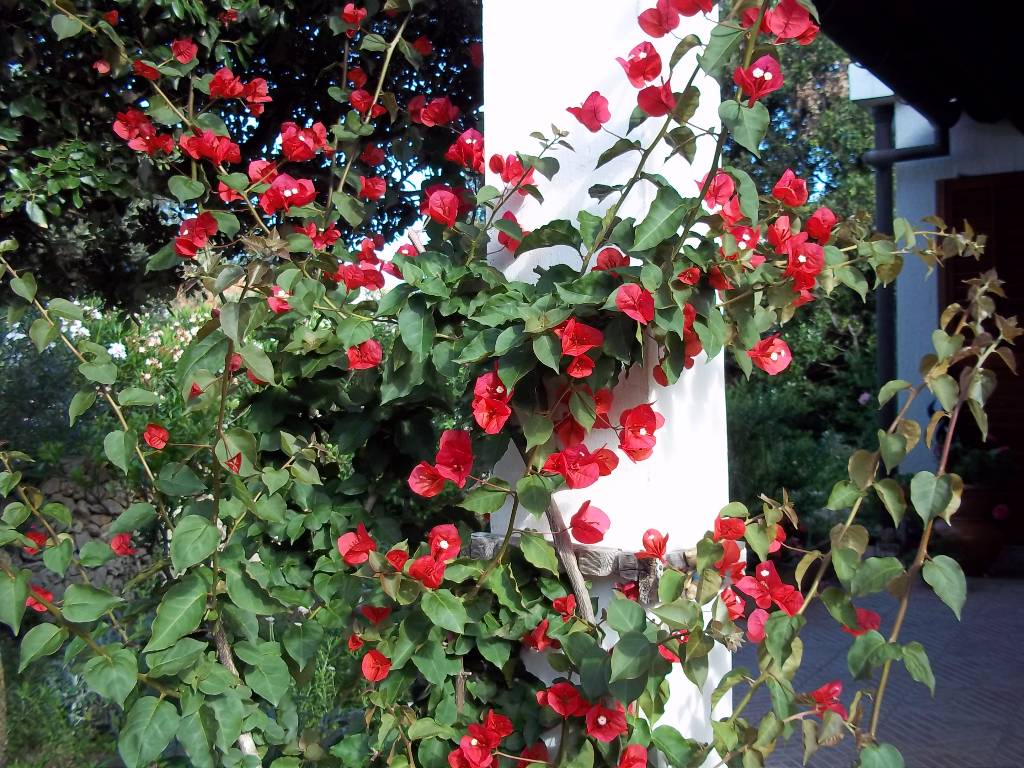 Bouganvillie im Garten.