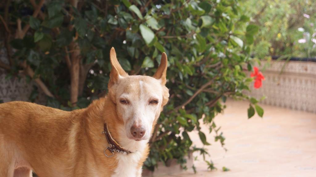 Joy, leider jetzt im Hundehimmel