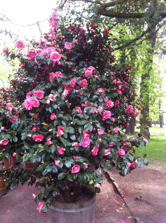 Kamelie im Schlosspark Pillnitz