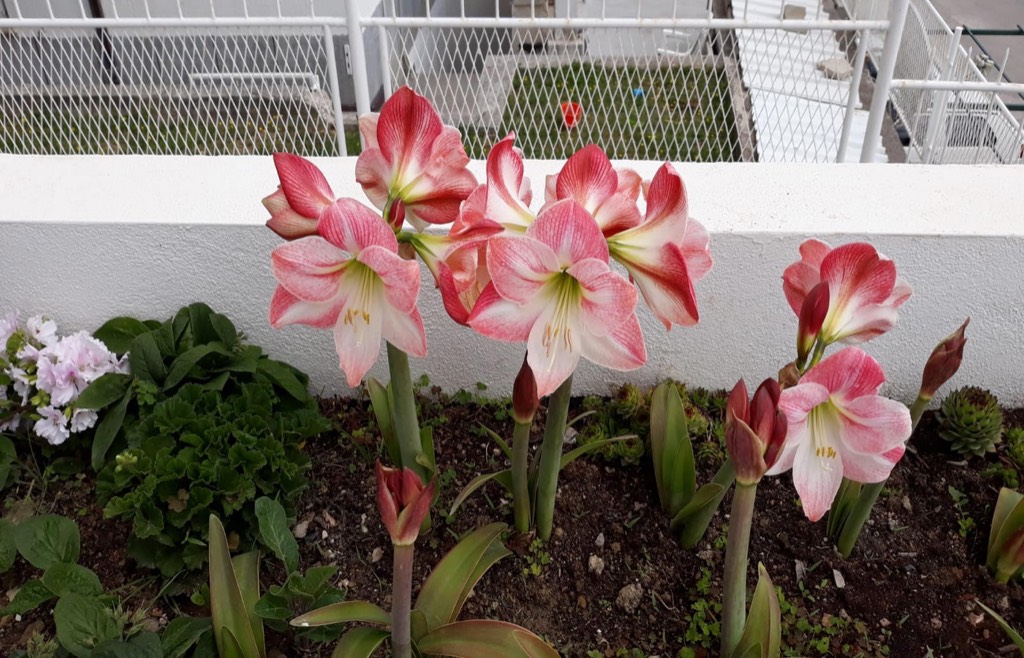 Garten - untere Terrasse