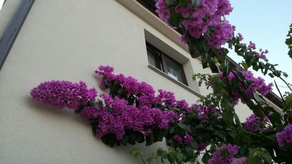 back side of the house