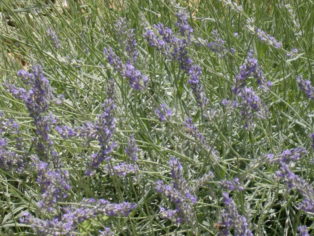 Der Lavendel im Campingplatz...