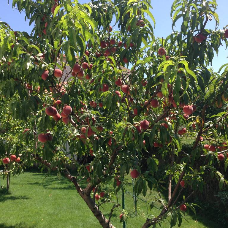 Our Peaches in end of June