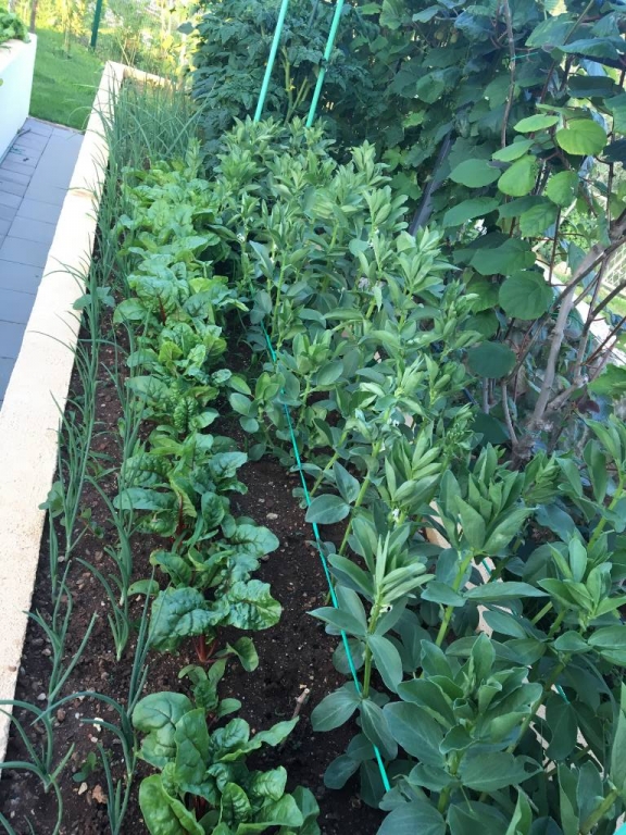 Fresh Herbs from our garden