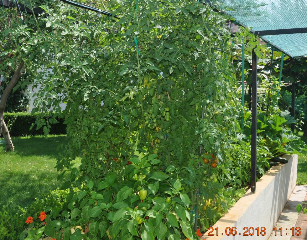 Peppers and Tomatos in June