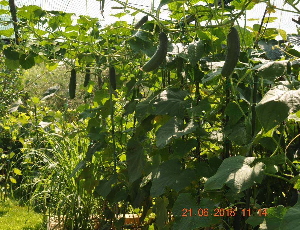 Fresh Cucumbers in June