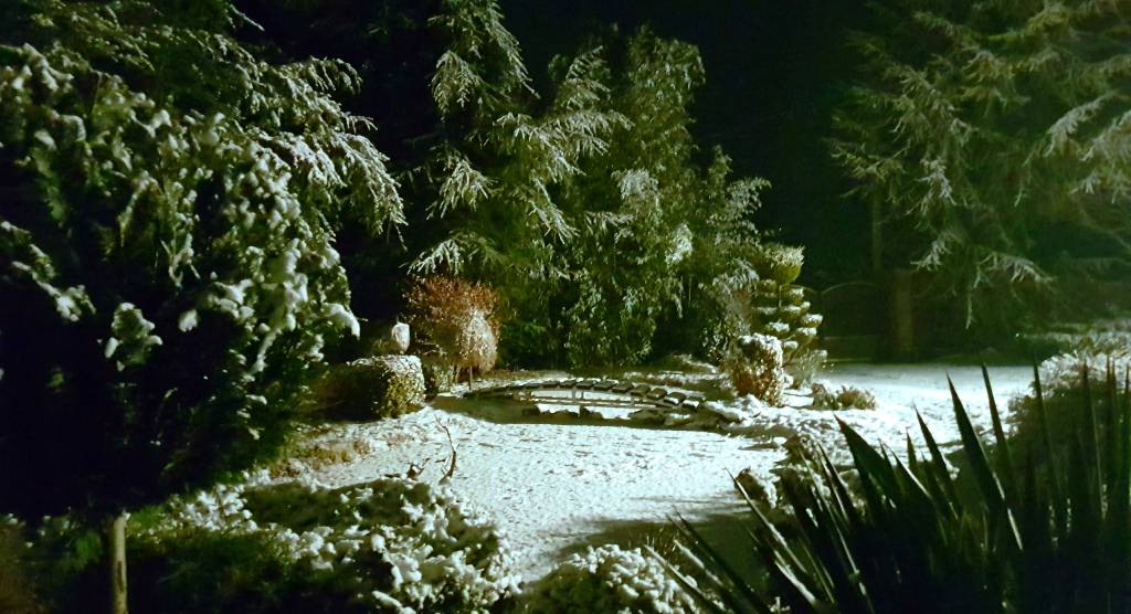 Winter garden - january
