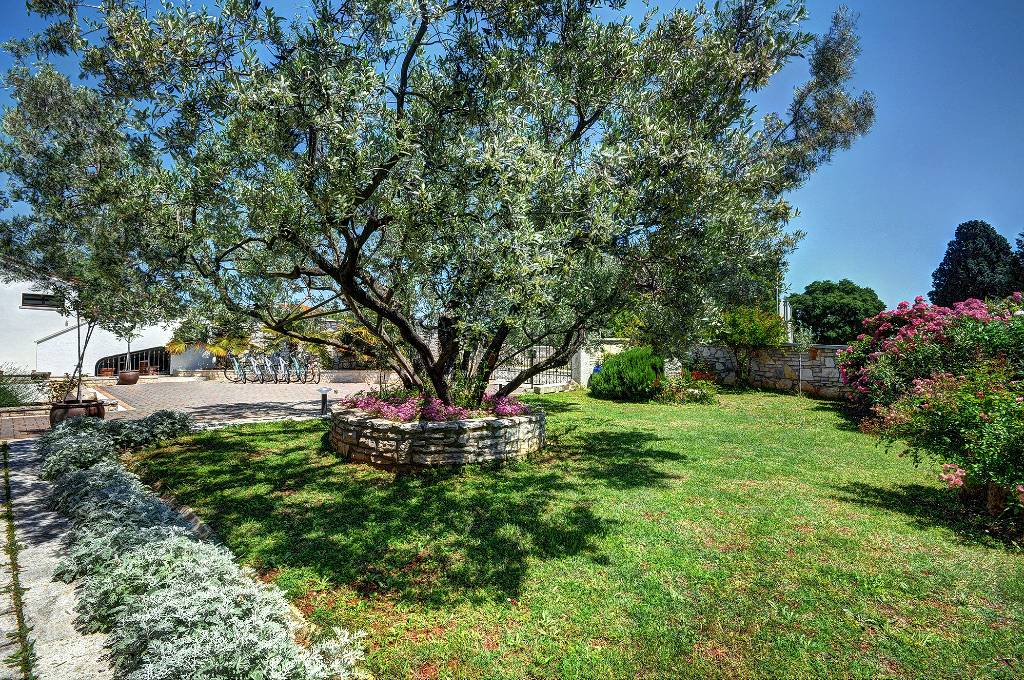 Schöne große 150 Jahre alten Olivenbaum mit Rosen
